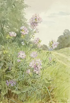 Malva: Musk Mallow in a landscape