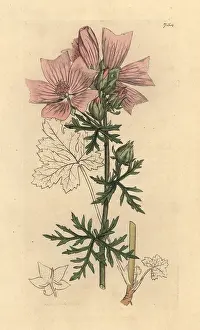 Moschata: Musk mallow, Malva moschata