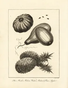 Watermelon: Musk melon, watermelon and pineapple