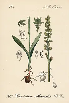 Musk: Musk orchid, Herminium monorchis