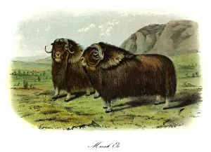 Audubon: Musk Oxen