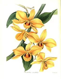 Henslow: Musk-scented dendrobium orchid, Dendrobium moschatum