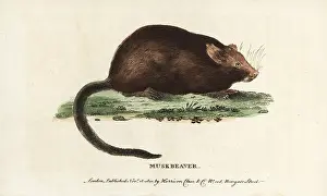 Muskrat: Muskrat, Ondatra zibethicus