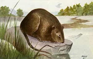 Muskrat: Muskrat Rock