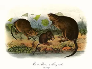 Morsel: Muskrats