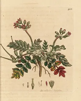 Erodium: Musky stork's bill, Erodium moschatum