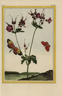 Rouges: Musky storksbill, Erodium moschatum