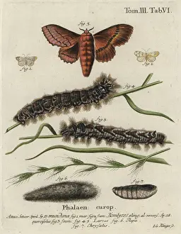 Turnip: Muslin footman and oak eggar moths