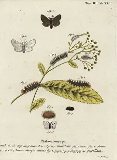 Caesarea: Muslin moth, Diaphora mendica