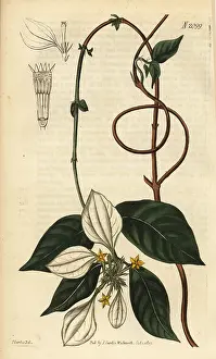 Pubescens: Mussaenda pubescens