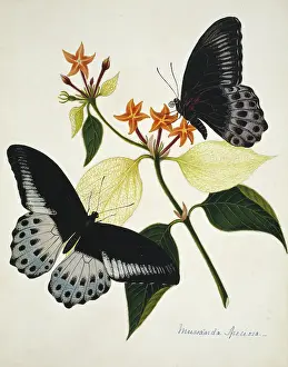 Speciosa: Mussaenda speciosa