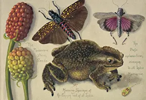 Amphibia: A Mussoorie Specimen of the common Toad of all India