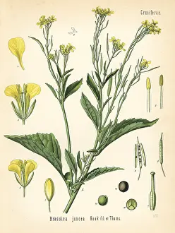 Brassica: Mustard greens or kai choi, Brassica juncea