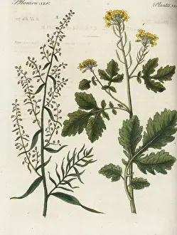 Artemisia: Mustard and tarragon