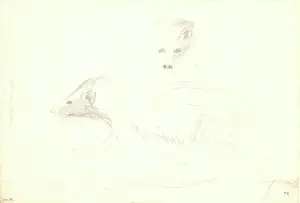 Weasel: Mustela