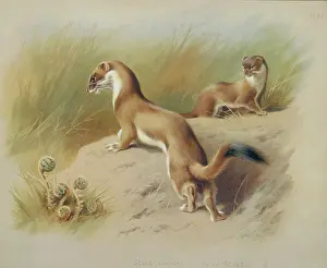 Weasel: Mustela erminea, ermine