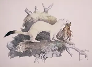 Weasel: Mustela erminea, ermine