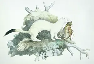 Weasel: Mustela erminea, ermine