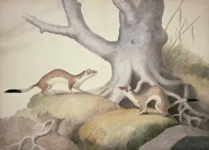 Weasel: Mustela erminea, ermine