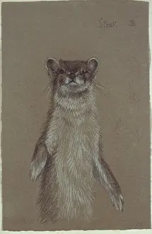 Weasel: Mustela erminea, ermine