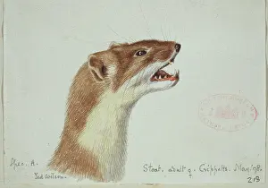 Weasel: Mustela erminea, ermine