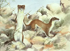 Weasel: Mustela erminea, ermine