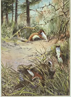 Weasel: Mustela erminea, ermine and Oryctolagus cuniculus, European