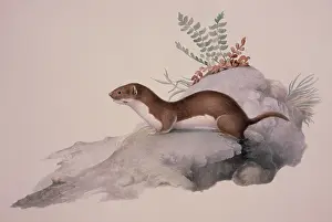 Weasel: Mustela nivalis, least weasel