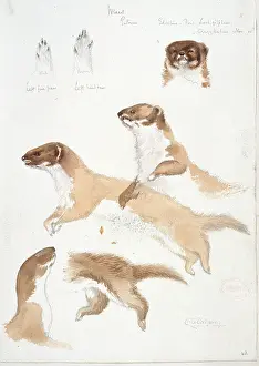 Weasel: Mustela nivalis, least weasel