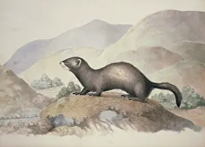 Weasel: Mustela putorius, European polecat