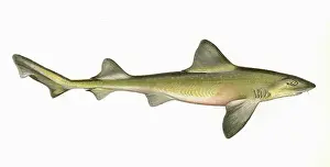 Starry: Mustelus asterias, or Starry smooth-hound