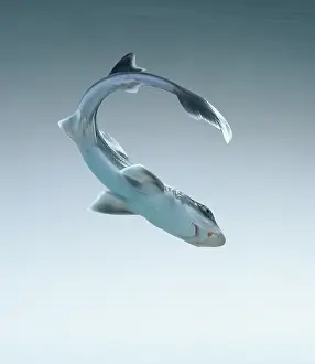Elasmobranchii: Mustelus canis, smooth dogfish