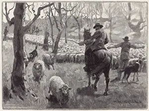 Austral: MUSTERING SHEEP, AUSTRAL