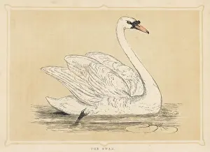 Olor: MUTE SWAN