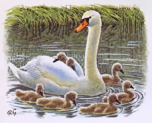 Olor: Mute Swan