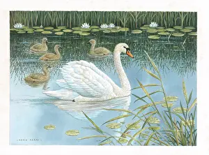 Cygnets: Mute Swan and cygnets