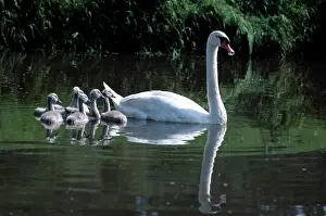 Lynch: Mute Swan with Cygnets
