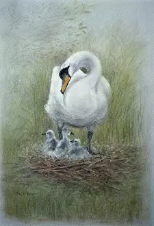 Cygnets: Mute Swan with Cygnets