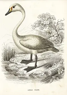 Olor: Mute swan, Cygnus olor
