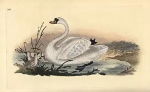 Olor: Mute swan, Cygnus olor, with chicks