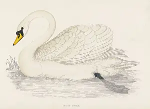 Olor: MUTE SWAN (MORRIS)