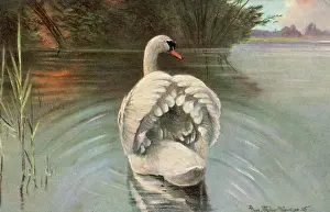 Olor: MUTE SWAN SWIMMING