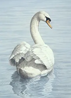 Turvey: Mute Swan swimming