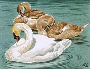 Preen: Mute Swans