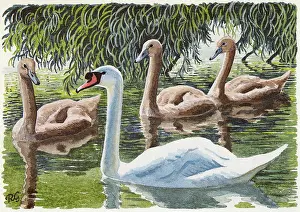 Swims: Mute Swans