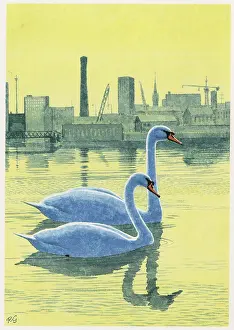 Mute Swans