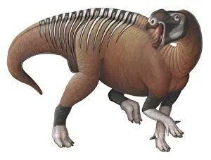 Iguanodont: Muttaburrasaurus dinosaur from the Early Cretaceous Period