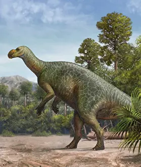 Iguanodont: Muttaburrasaurus langdoni in a prehistoric environment