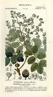 Scienze: Muttonwood, Turpinia occidentalis