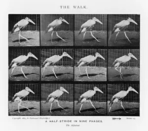 Muybridge: MUYBRIDGE - ADJUTANTBIRD